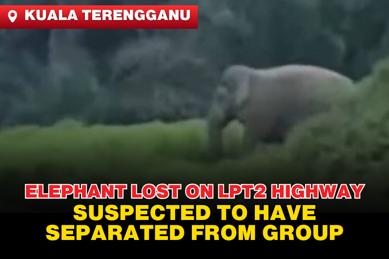 Elephant Suspected to Be Separated from Herd Appears on Second East Coast Expressway