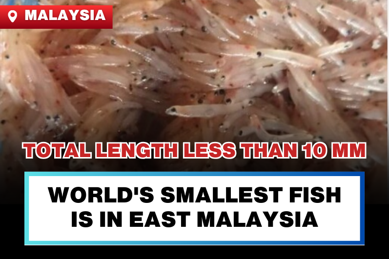 The World's Smallest Fish, Less Than 10mm in Length, Found in East Malaysia
