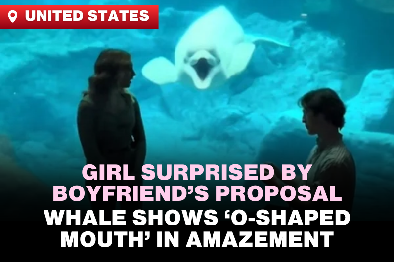 Woman Surprised by Boyfriend's Proposal at Aquarium as Beluga Whale Forms "O-Mouth" in Shock