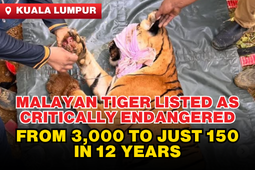 Malaysia: Malayan Tiger Population Drops to 150: Urgent Conservation Needed