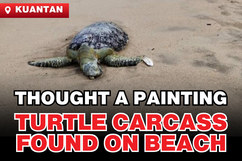 Sea Turtle Carcass Found Near "Rock Turtle Mural"