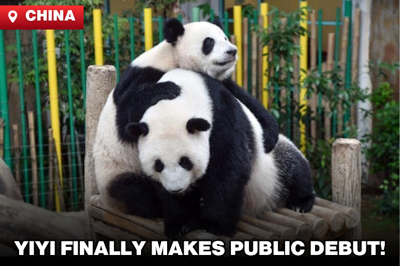 Yiyi Finally Makes Her Public Debut! Adorable Appearance in China