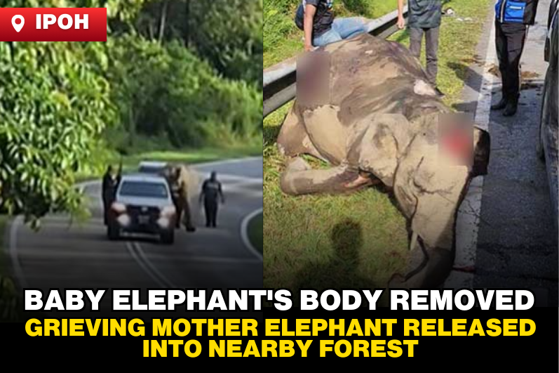 Baby Elephant's Body Removed — Heartbroken Mother Released into Nearby Forest