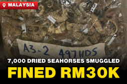 Malaysia: Man Fined RM30,000 for Smuggling Over 7,500 Dried Seahorses into Malaysia