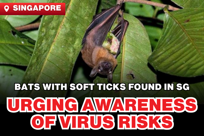 Ticks May Spread Viruses, Posing Public Health Risks