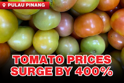 Malaysia: Tomato Prices Skyrocket by 400%
