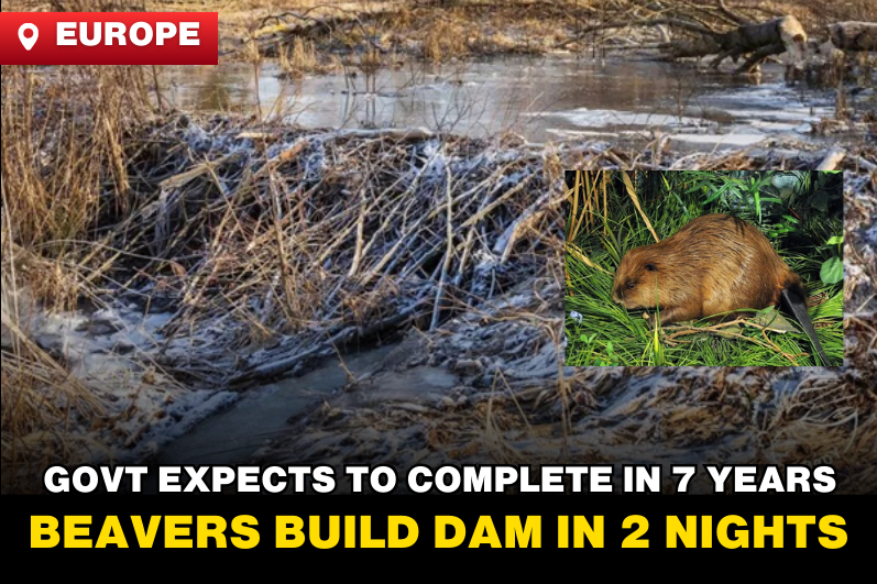 "Government Fails to Build a Dam in 7 Years, Beavers Finish It in 2 Nights – Saving 5.47 Million"